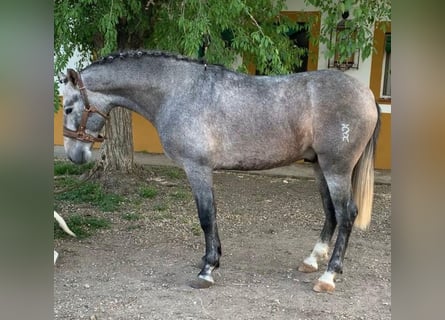 PRE Mix, Ruin, 5 Jaar, 160 cm, Appelschimmel