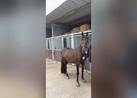 PRE Mix, Ruin, 5 Jaar, 160 cm, Donkerbruin