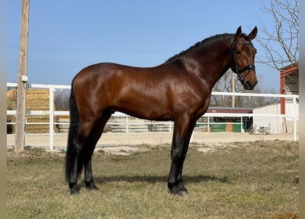 PRE, Ruin, 5 Jaar, 164 cm, Bruin