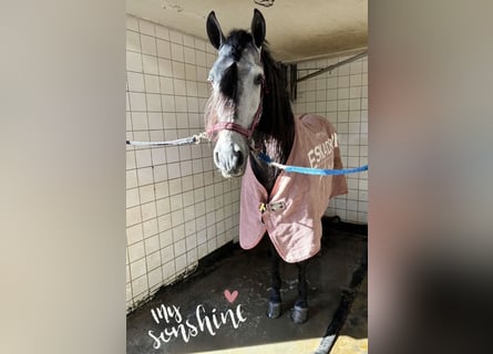 PRE Mix, Ruin, 5 Jaar, 164 cm, Schimmel
