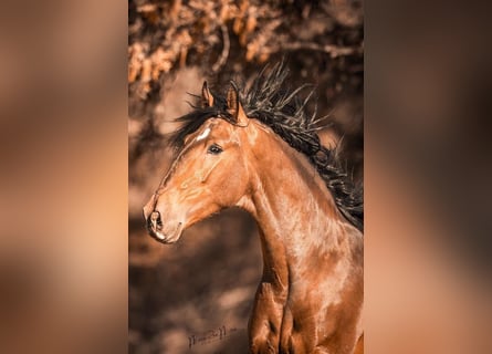 PRE, Ruin, 5 Jaar, 165 cm, Bruin