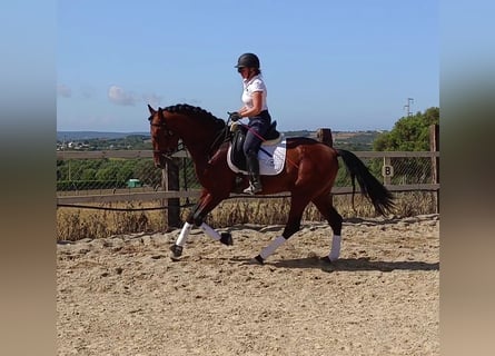 PRE, Wallach, 5 Jahre, 165 cm, Brauner