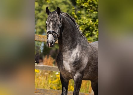PRE, Ruin, 5 Jaar, 165 cm, Schimmel