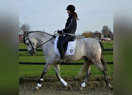 PRE Mix, Ruin, 5 Jaar, 165 cm, Schimmel