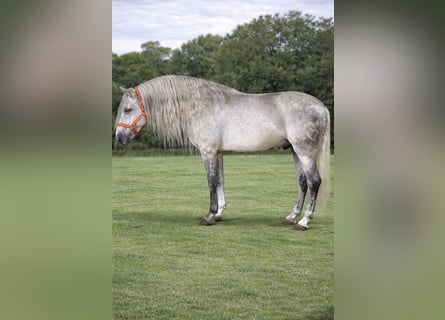 PRE, Ruin, 5 Jaar, 166 cm, Schimmel
