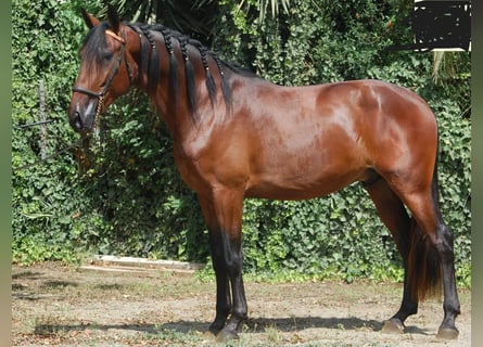 PRE Mix, Ruin, 5 Jaar, 168 cm, Bruin