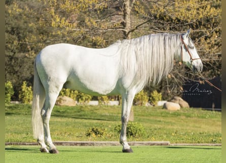 PRE Mix, Ruin, 5 Jaar, 170 cm, Schimmel