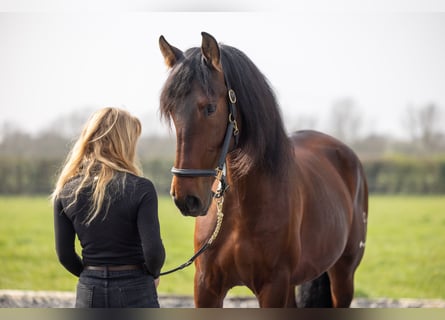 PRE Mix, Ruin, 5 Jaar, 173 cm, Roodbruin