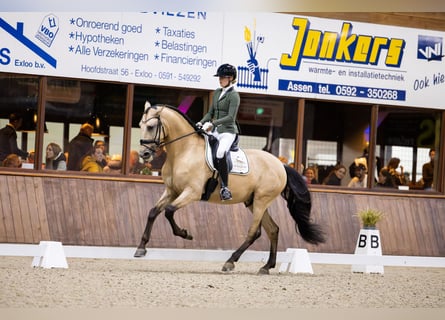 PRE Mix, Ruin, 5 Jaar, 175 cm