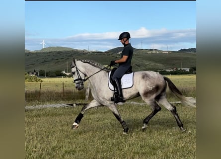 PRE, Ruin, 5 Jaar, 175 cm, Schimmel