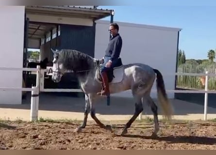 PRE Mix, Ruin, 5 Jaar, 175 cm, Schimmel