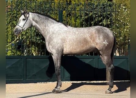 PRE Mix, Ruin, 6 Jaar, 159 cm, Appelschimmel