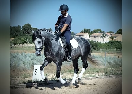 PRE Mix, Ruin, 6 Jaar, 160 cm, Appelschimmel
