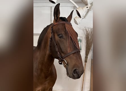 PRE Mix, Ruin, 6 Jaar, 160 cm, Bruin