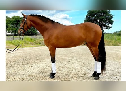 PRE Mix, Ruin, 6 Jaar, 161 cm, Roodbruin