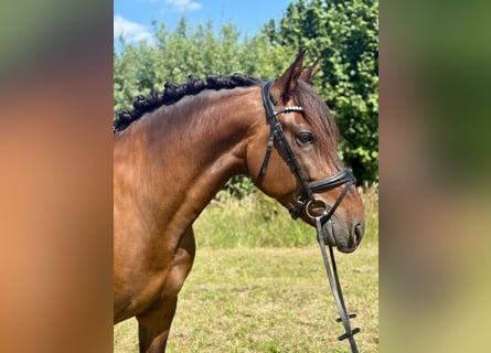 PRE Mix, Ruin, 6 Jaar, 164 cm, Donkerbruin