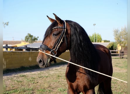 PRE, Ruin, 6 Jaar, 164 cm, Roodbruin