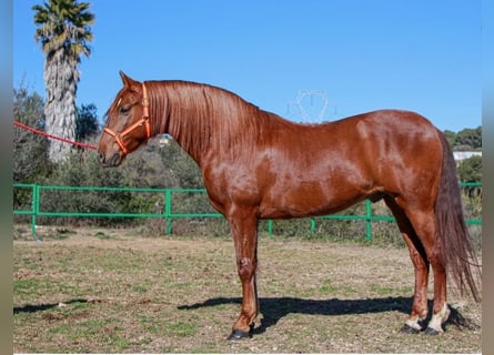 PRE Mix, Ruin, 6 Jaar, 164 cm, Roodvos