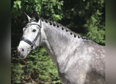 PRE Mix, Ruin, 6 Jaar, 164 cm, Schimmel