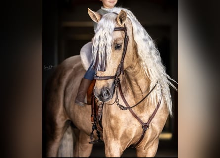 PRE Mix, Ruin, 6 Jaar, 165 cm, Palomino
