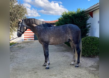 PRE Mix, Ruin, 6 Jaar, 165 cm, Schimmel