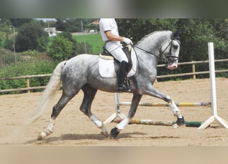 PRE Mix, Wallach, 6 Jahre, 166 cm, Schimmel