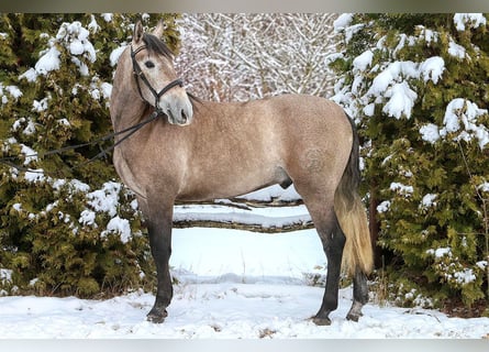 PRE Mix, Ruin, 6 Jaar, 167 cm, Schimmel