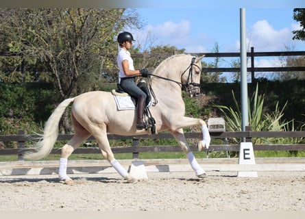 PRE Mix, Ruin, 6 Jaar, 168 cm, Palomino
