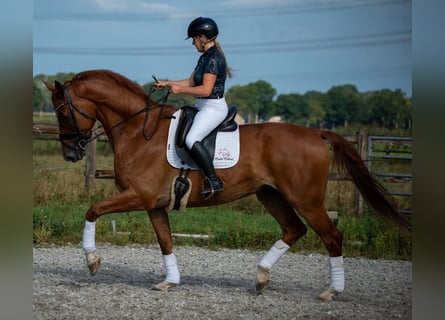 PRE Mix, Ruin, 6 Jaar, 169 cm, Lichtbruin