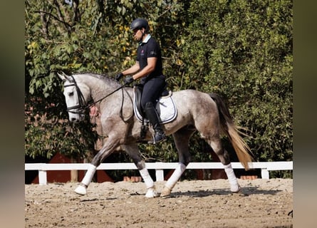 PRE, Ruin, 6 Jaar, 171 cm, Schimmel