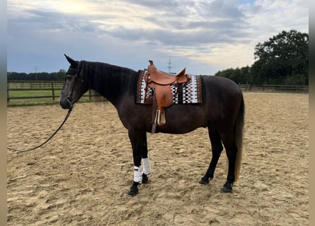PRE Mix, Ruin, 7 Jaar, 160 cm, Zwartschimmel