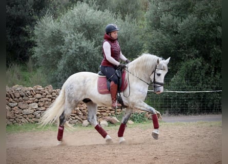 PRE Mix, Ruin, 7 Jaar, 161 cm, Appelschimmel