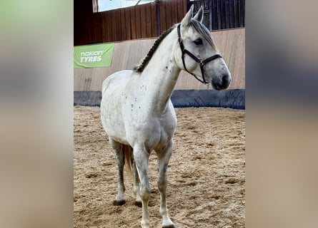 PRE Mix, Ruin, 7 Jaar, 162 cm, Appelschimmel