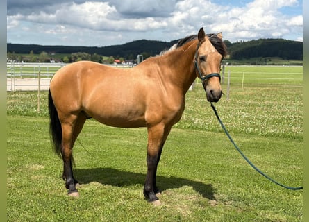 PRE Mix, Ruin, 7 Jaar, 162 cm, Falbe