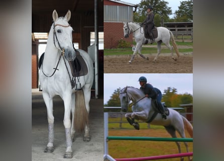 PRE Mix, Ruin, 7 Jaar, 163 cm, Schimmel