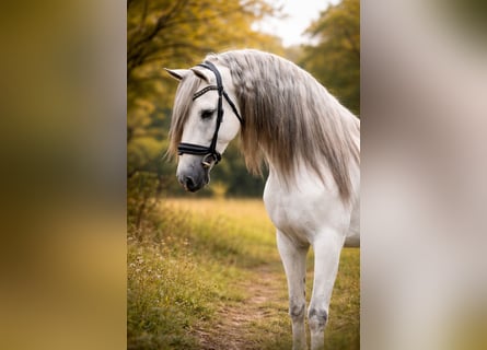 PRE Mix, Ruin, 7 Jaar, 166 cm, Schimmel