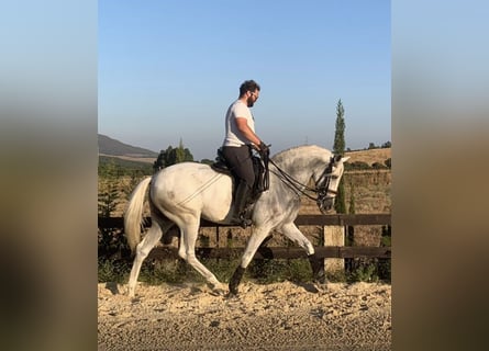 PRE Mix, Ruin, 7 Jaar, 166 cm, Schimmel