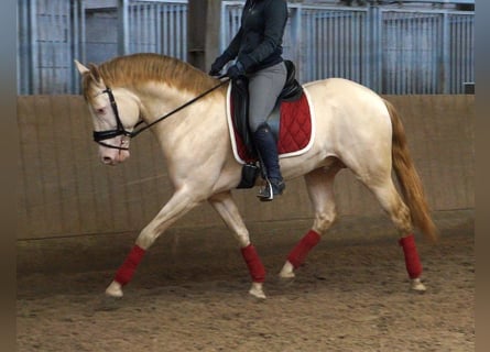 PRE Mix, Ruin, 7 Jaar, 167 cm, Cremello