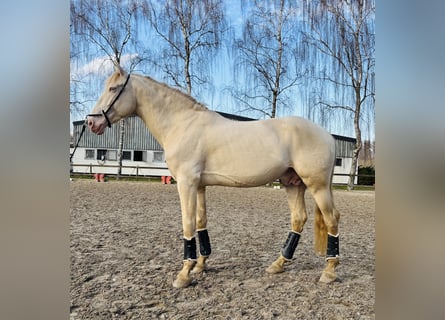 PRE, Ruin, 7 Jaar, 167 cm, Pearl