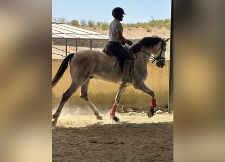 PRE, Ruin, 7 Jaar, 170 cm, Schimmel