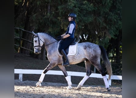 PRE, Ruin, 7 Jaar, 170 cm, Schimmel