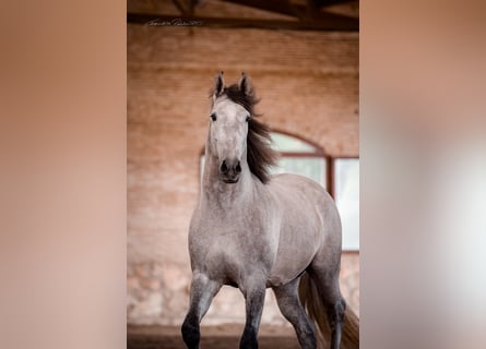 PRE Mix, Ruin, 7 Jaar, 175 cm