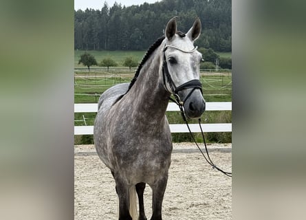 PRE, Ruin, 8 Jaar, 160 cm, Appelschimmel