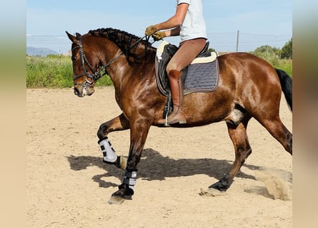 PRE Mix, Ruin, 8 Jaar, 161 cm, Bruin