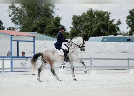 PRE, Ruin, 8 Jaar, 169 cm, Schimmel