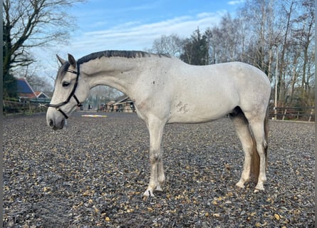 PRE Mix, Ruin, 8 Jaar, 171 cm, Schimmel