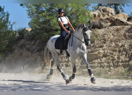 PRE, Ruin, 8 Jaar, 180 cm, Schimmel