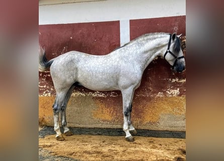 PRE Mix, Ruin, 9 Jaar, 163 cm, Appelschimmel