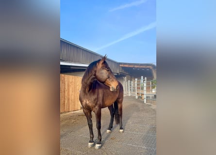 PRE Mix, Ruin, 9 Jaar, 169 cm, Bruin