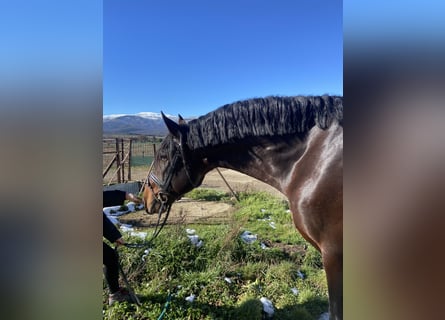 PRE Mix, Ruin, 9 Jaar, 172 cm